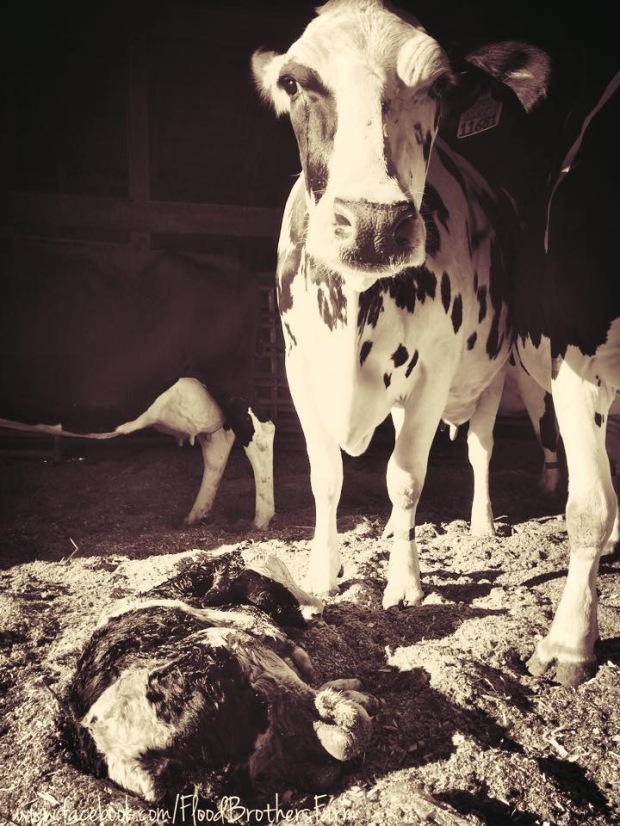 She knows her calf has a good life ahead of her here on our family farm. You should know that too. Just ask me.